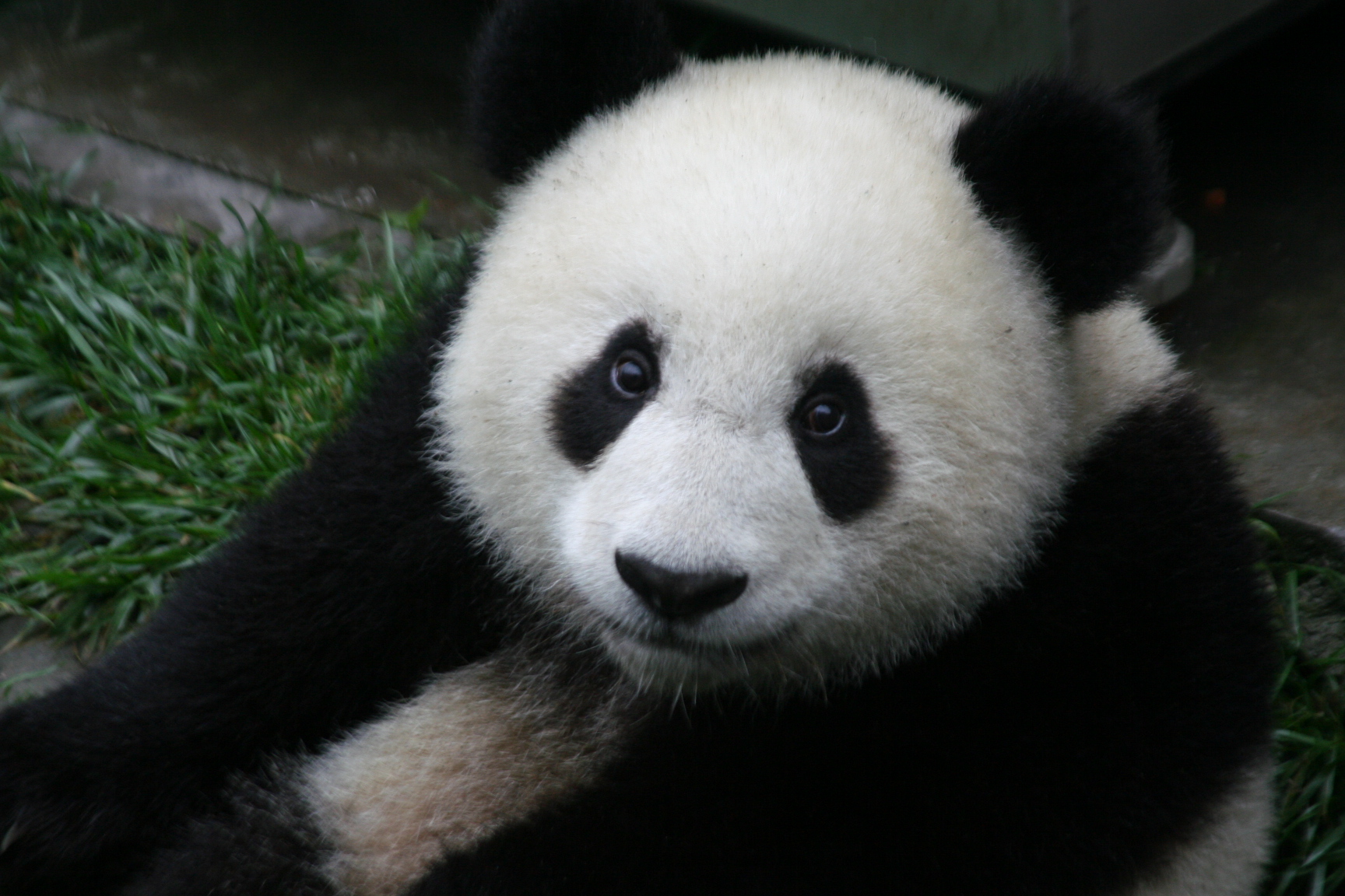 Young giant panda at Wolong Nature Reserve