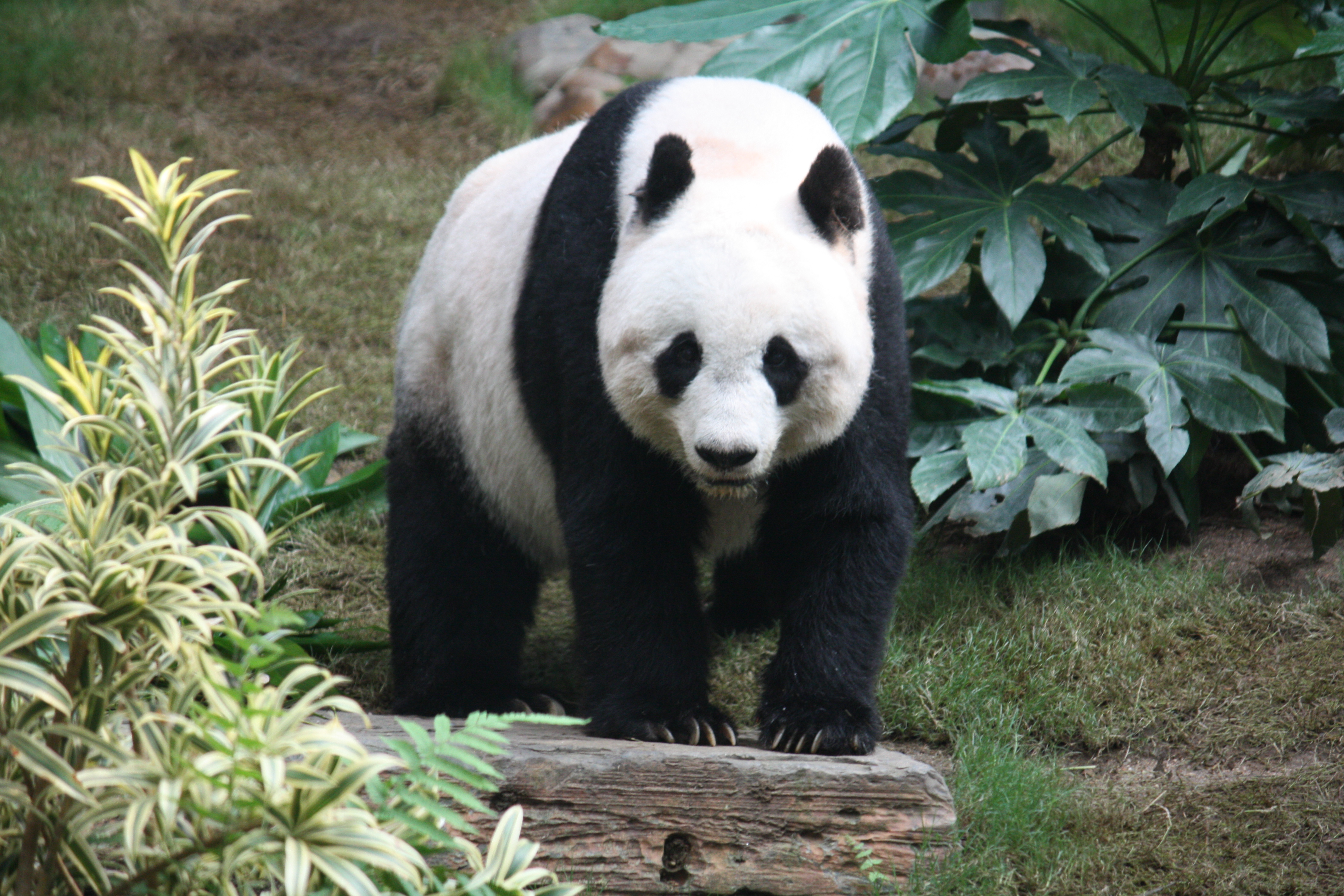 Giant panda in motion