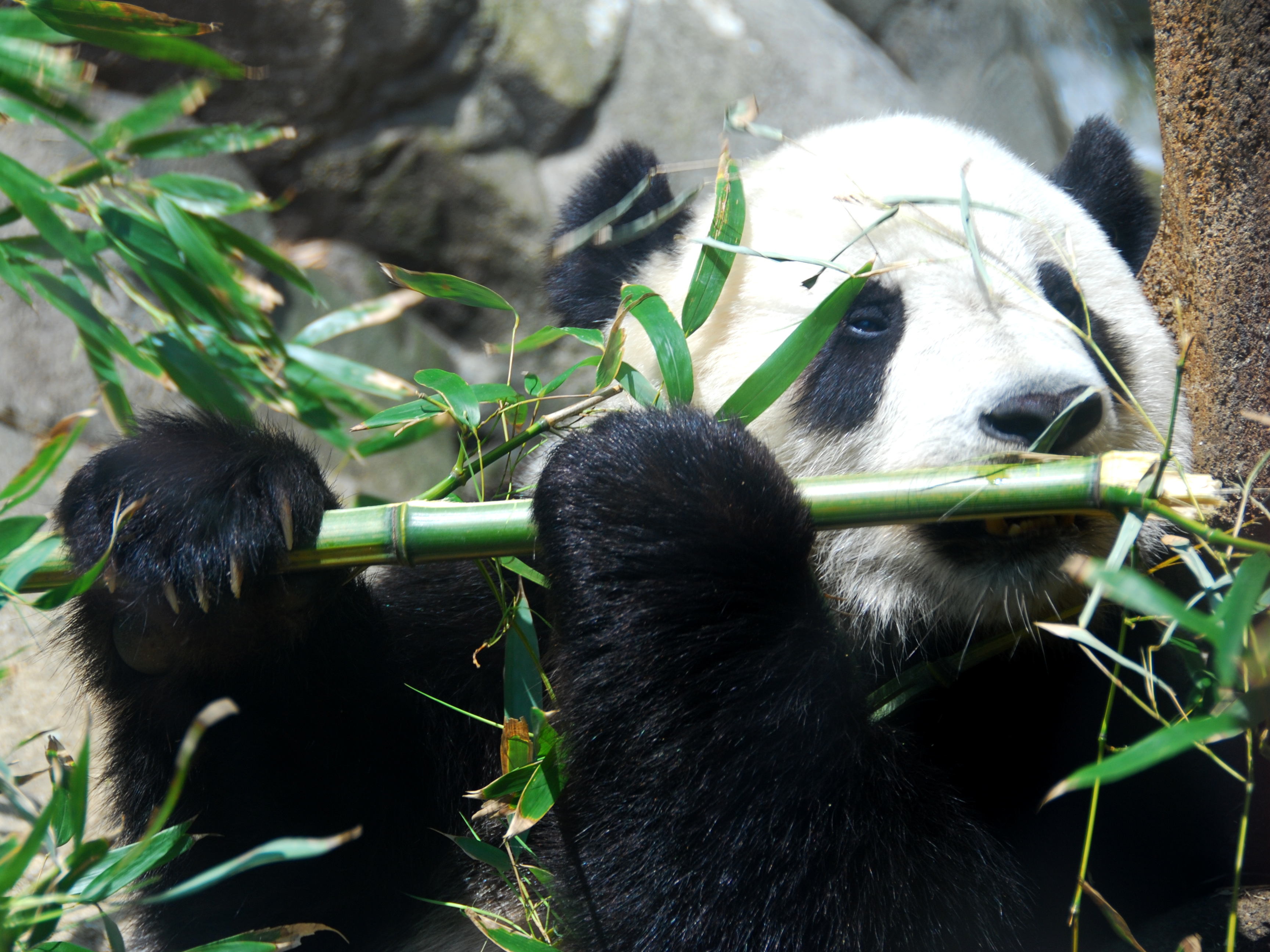 Giant panda Tai Shan at rest